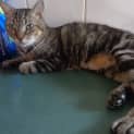 Photo of Lily