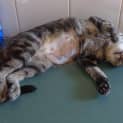 Photo of Lily