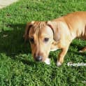 Photo of Franklin ~ American Staffy X Foxy (Trial 26/4/15)