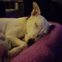 Photo of Mollie