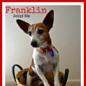 Photo of Franklin ~ Mini Foxie X (On Trial 8/5/15)