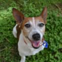 Photo of Franklin ~ Mini Foxie X (On Trial 8/5/15)