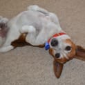 Photo of Franklin ~ Mini Foxie X (On Trial 8/5/15)