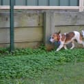 Photo of Franklin ~ Mini Foxie X (On Trial 8/5/15)