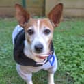 Photo of Franklin ~ Mini Foxie X (On Trial 8/5/15)