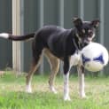 Photo of Asha ~ Kelpie X ~On Trial 17/5/15
