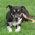 Photo of Asha ~ Kelpie X ~On Trial 17/5/15