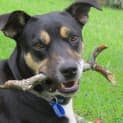 Photo of Asha ~ Kelpie X ~On Trial 17/5/15