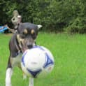 Photo of Asha ~ Kelpie X ~On Trial 17/5/15