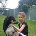 Photo of Asha ~ Kelpie X ~On Trial 17/5/15