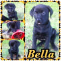 Photo of Bella
