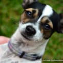 Photo of Tinkerbelle ~ Mini Foxy X (On Trial 24/5/15)