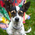 Photo of Tinkerbelle ~ Mini Foxy X (On Trial 24/5/15)