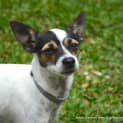 Photo of Tinkerbelle ~ Mini Foxy X (On Trial 24/5/15)