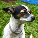 Photo of Tinkerbelle ~ Mini Foxy X (On Trial 24/5/15)