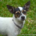 Photo of Tinkerbelle ~ Mini Foxy X (On Trial 24/5/15)