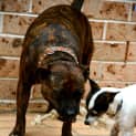 Photo of Tinkerbelle ~ Mini Foxy X (On Trial 24/5/15)