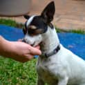 Photo of Tinkerbelle ~ Mini Foxy X (On Trial 24/5/15)