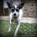 Photo of Tinkerbelle ~ Mini Foxy X (On Trial 24/5/15)