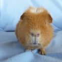 Photo of Nigel