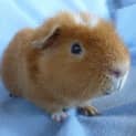 Photo of Nigel
