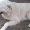 Photo of Lucky (Adoption Pending)