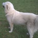 Photo of Lucky (Adoption Pending)