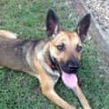Photo of Shiloh (Adoption Pending)