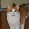 Photo of Ernie   Adoption Pending