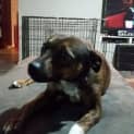 Photo of Stella