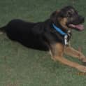 Photo of Bonner (Adoption Pending)