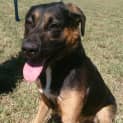 Photo of Bonner (Adoption Pending)