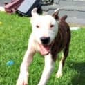 Photo of Bruce ~ Bull Arab X Bull Terrier (Trial 9/5/15)