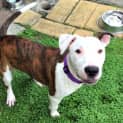 Photo of Bruce ~ Bull Arab X Bull Terrier (Trial 9/5/15)