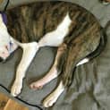 Photo of Bruce ~ Bull Arab X Bull Terrier (Trial 9/5/15)