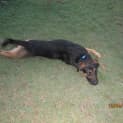 Photo of Bonner (Adoption Pending)
