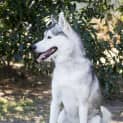 Photo of Oska