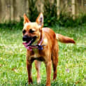 Photo of Brandi ~ Small Foxy X (On Trial .3/5/15)