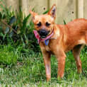 Photo of Brandi ~ Small Foxy X (On Trial .3/5/15)