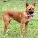 Photo of Brandi ~ Small Foxy X (On Trial .3/5/15)