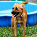 Photo of Brandi ~ Small Foxy X (On Trial .3/5/15)