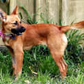 Photo of Brandi ~ Small Foxy X (On Trial .3/5/15)