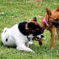 Photo of Brandi ~ Small Foxy X (On Trial .3/5/15)
