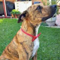 Photo of Chad ~ Great Dane X (Trial 16/5/15)