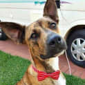 Photo of Chad ~ Great Dane X (Trial 16/5/15)