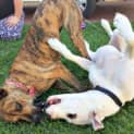 Photo of Chad ~ Great Dane X (Trial 16/5/15)