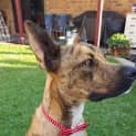 Photo of Chad ~ Great Dane X (Trial 16/5/15)