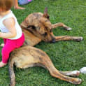 Photo of Chad ~ Great Dane X (Trial 16/5/15)