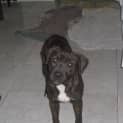 Photo of Hope (Adoption Pending)