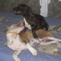 Photo of Hope (Adoption Pending)